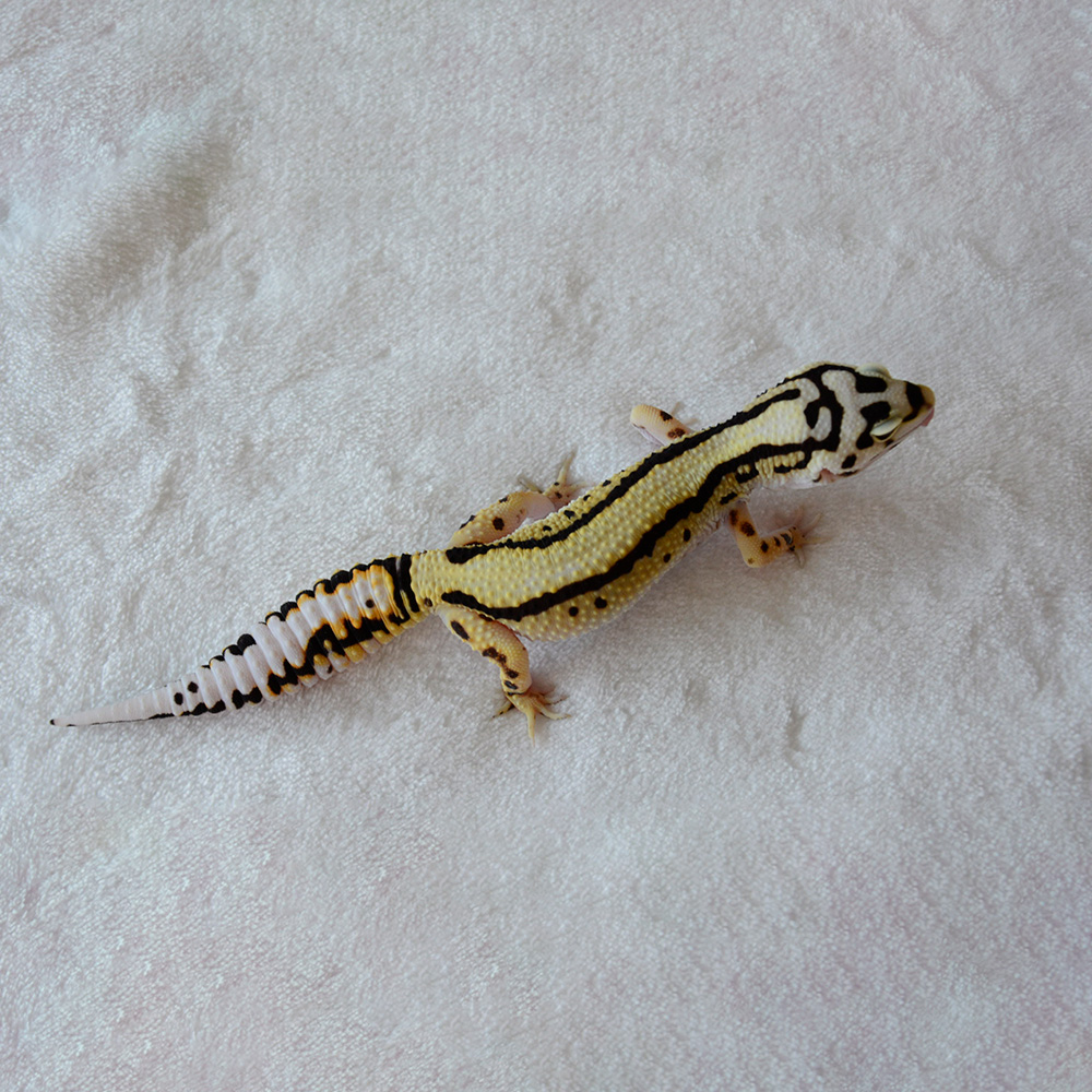 leopard gecko bandit bold