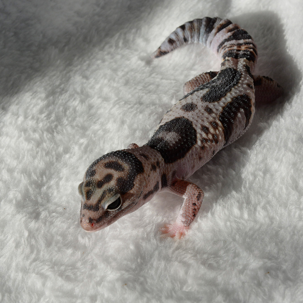African fat tail white out