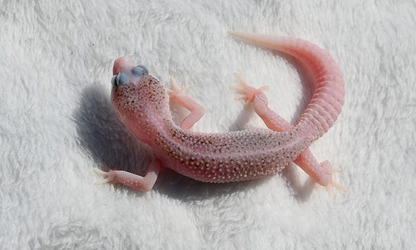 11026