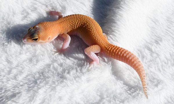11426