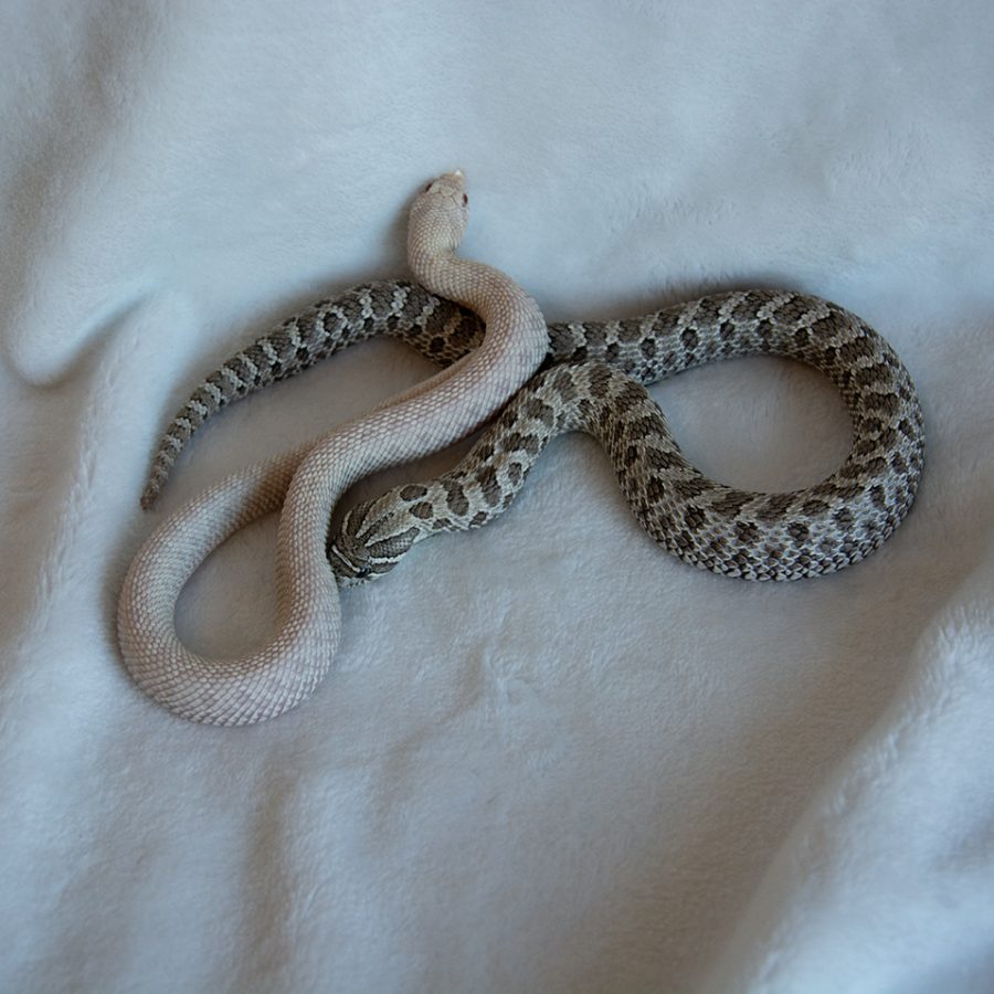 hognose snow and axantic