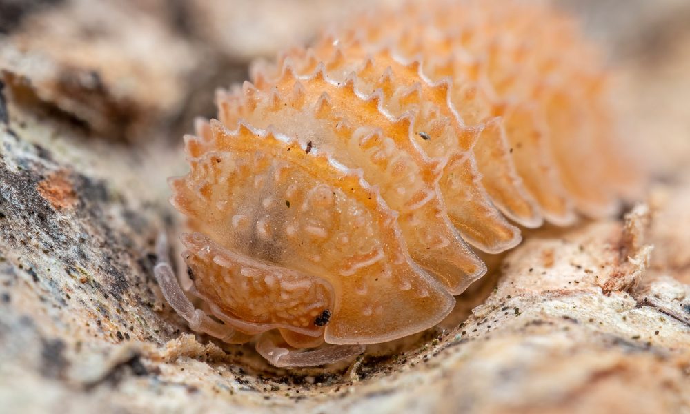 CRISTARMADILLIDIUM MURICATUM CRISTARMADILLIDIUM MURICATUM