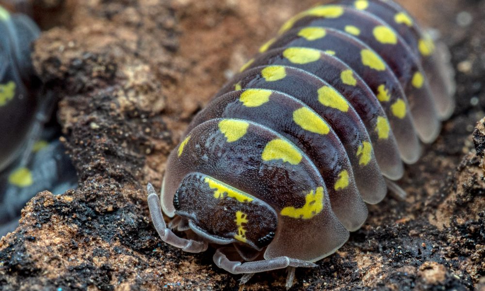 GESTROI GESTROI