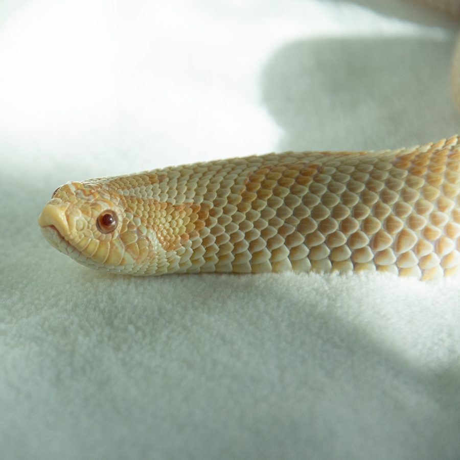 hognose albino head