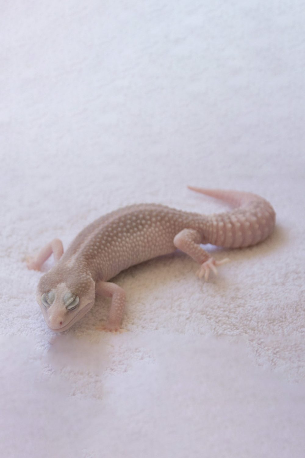platy leopard gecko super platinum
