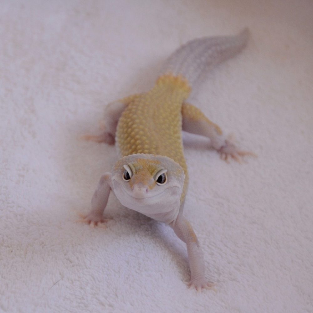 mackpatt leopard gecko mack patternless eclipse
