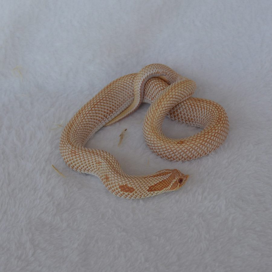 hognose super conda albino male