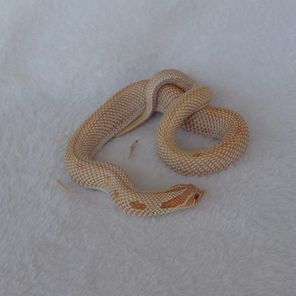 hognose super conda albino male