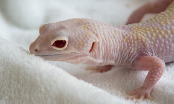 leopard geckos white knight face