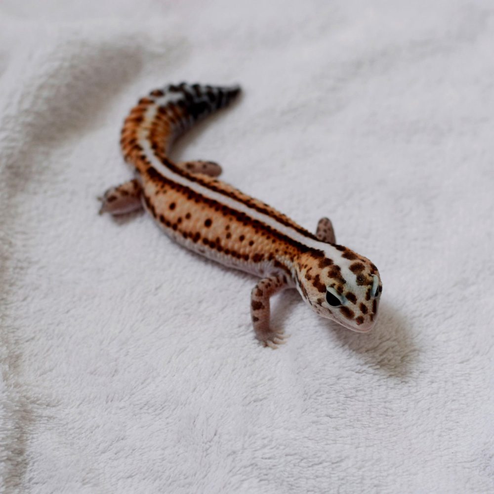 patt african fat tail patternless