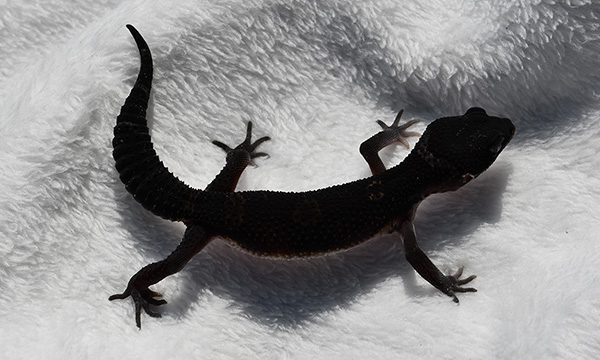 NAN_2441