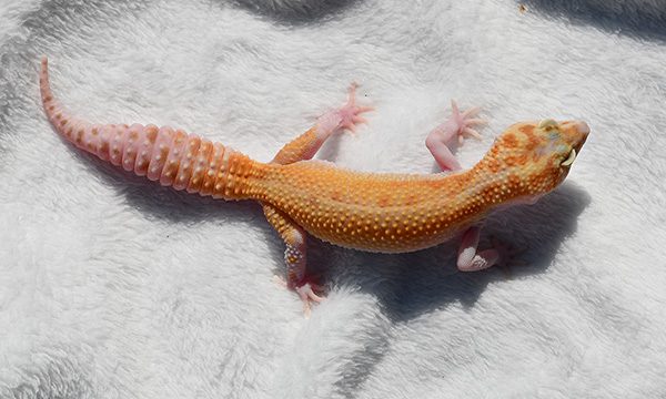 NAN_2445