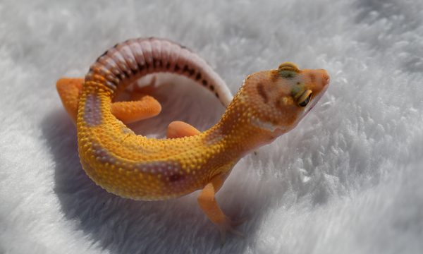 NAN_2772