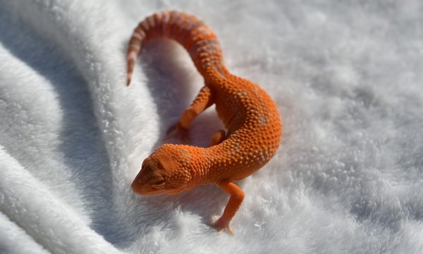 NAN_2778