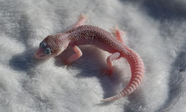 NAN_2783