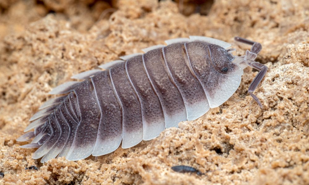 PORCELLIO WERNERI PORCELLIO WERNERI