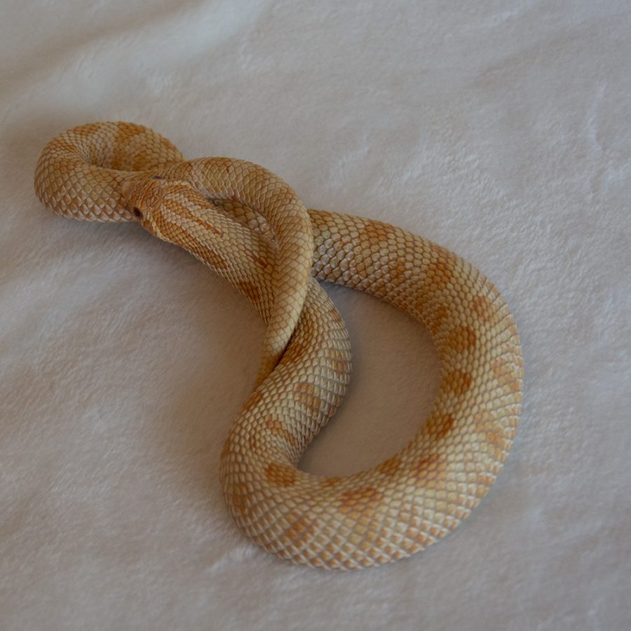hognose albino conda male