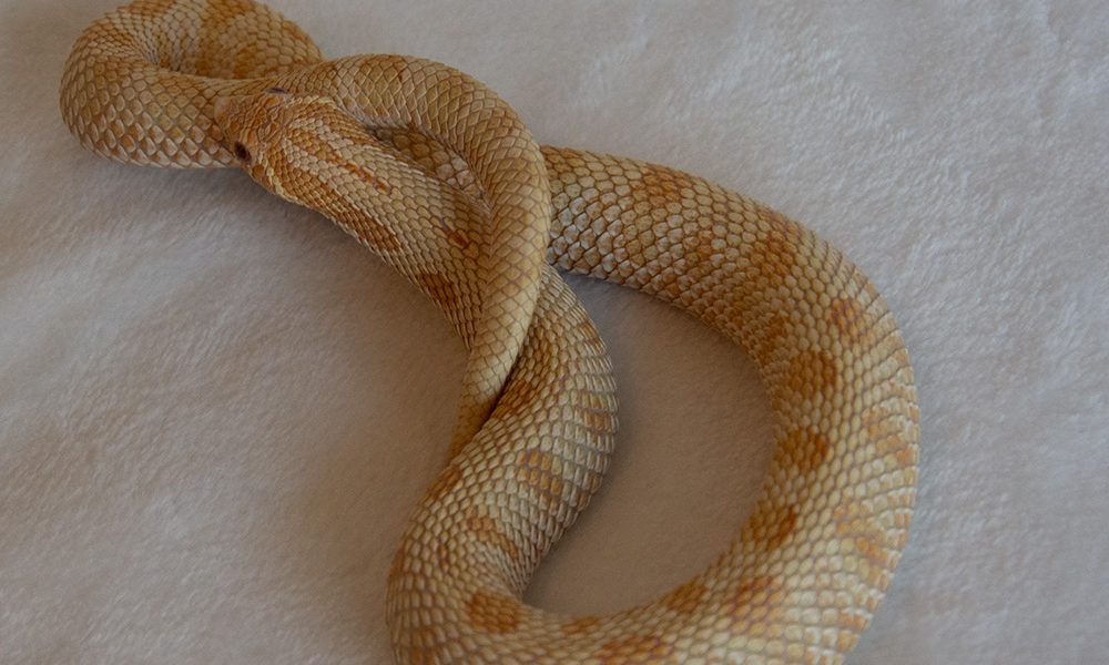hognose albino conda male