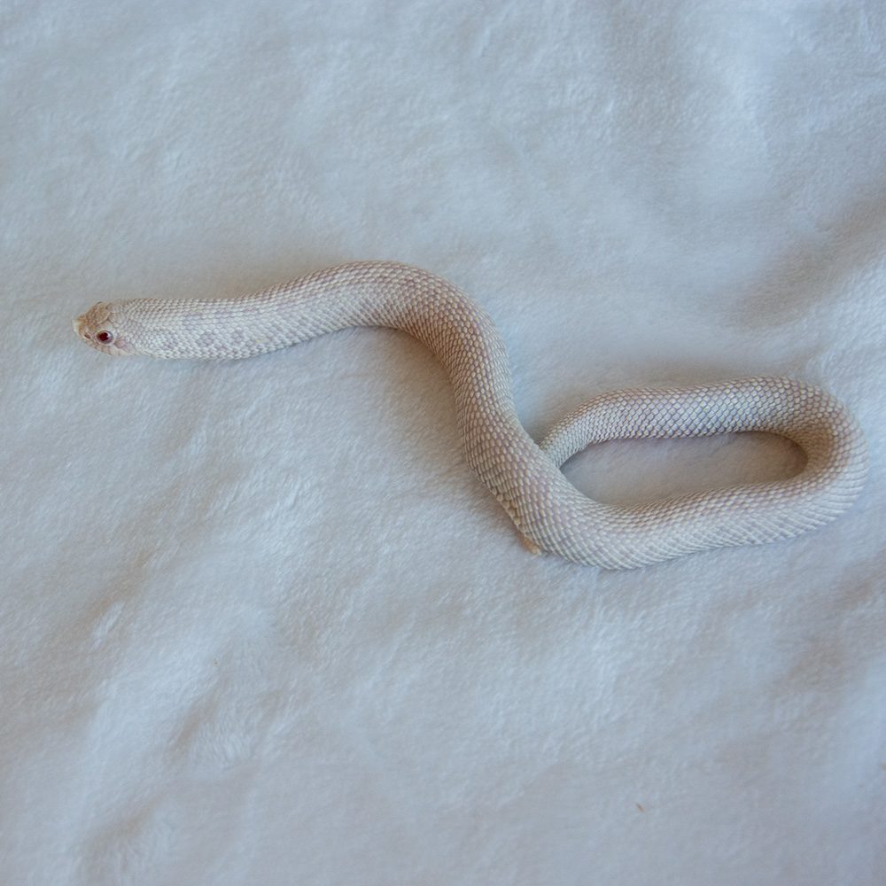 SNOW hognose snow