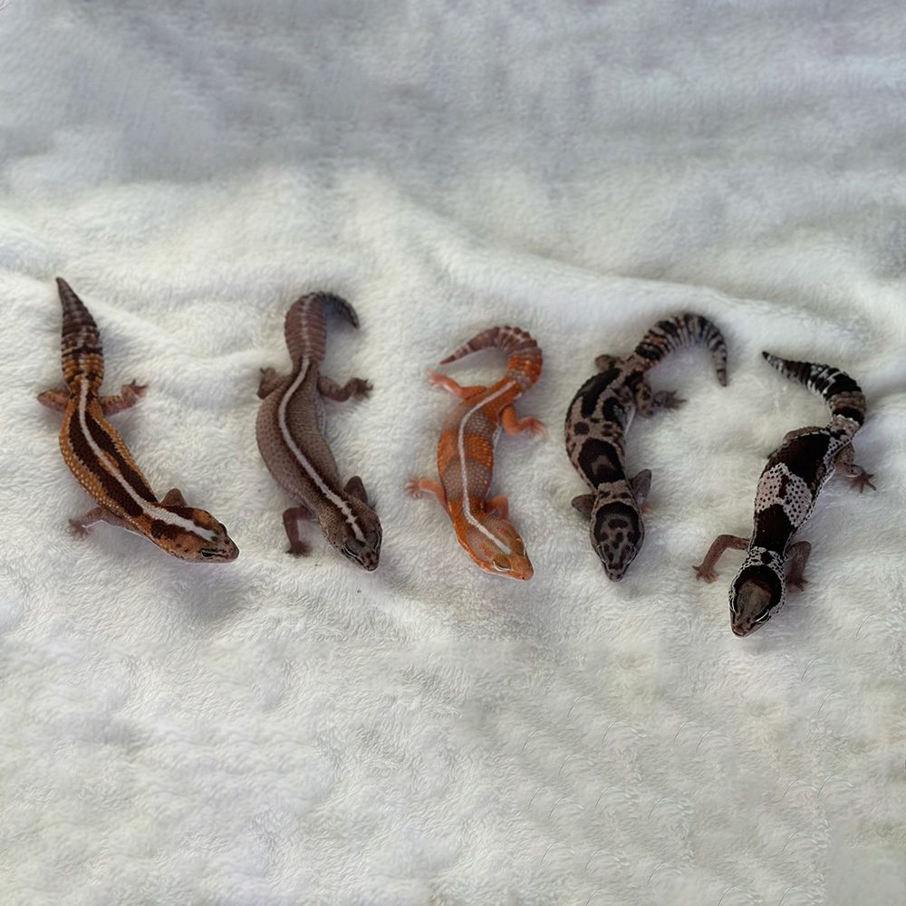 african fat tails female group