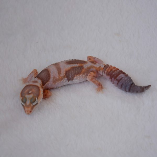 african fat tail white out amel aberrant