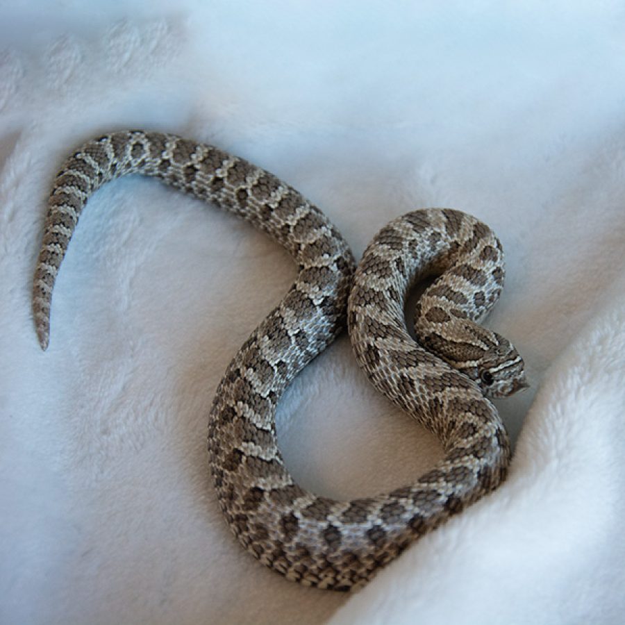 hognose axantic