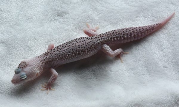 keiko