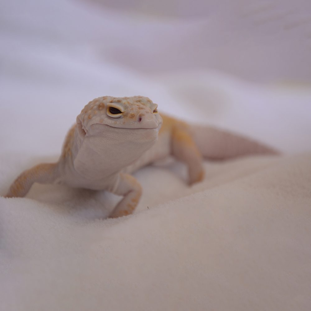 bigboy leopard gecko NOVA morph