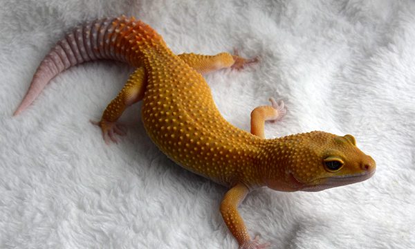 pancake