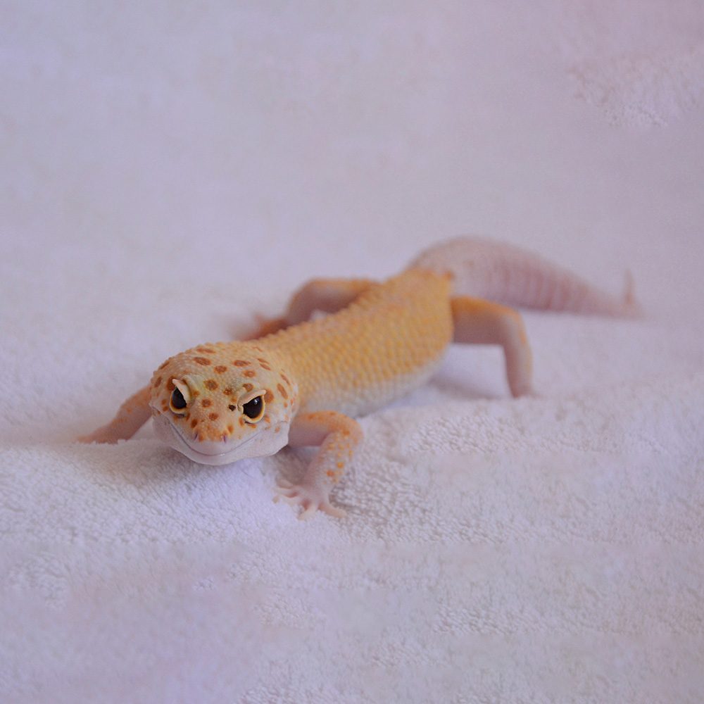 leopard gecko raptor