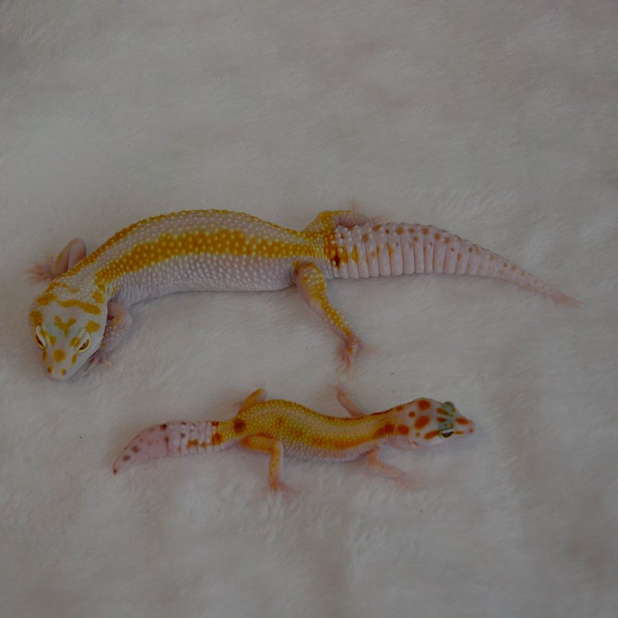 leopard gecko wy tremper high contrast mother and baby