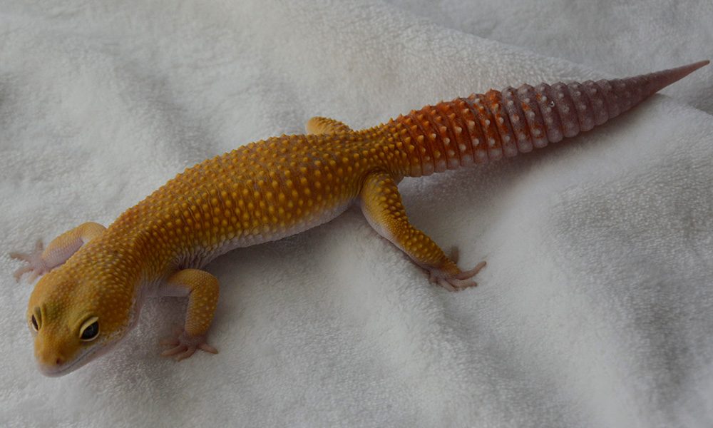 taco