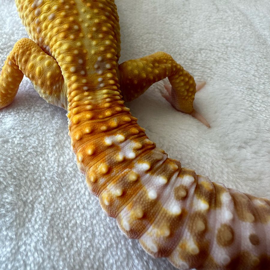 leopard gecko skin