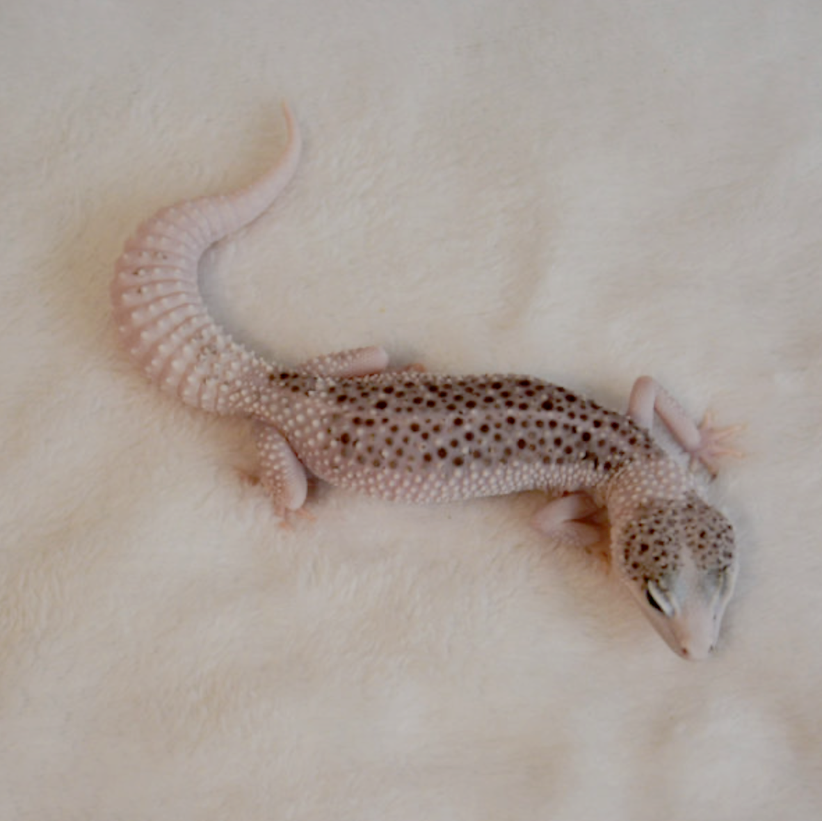 leopard gecko super galaxy pied
