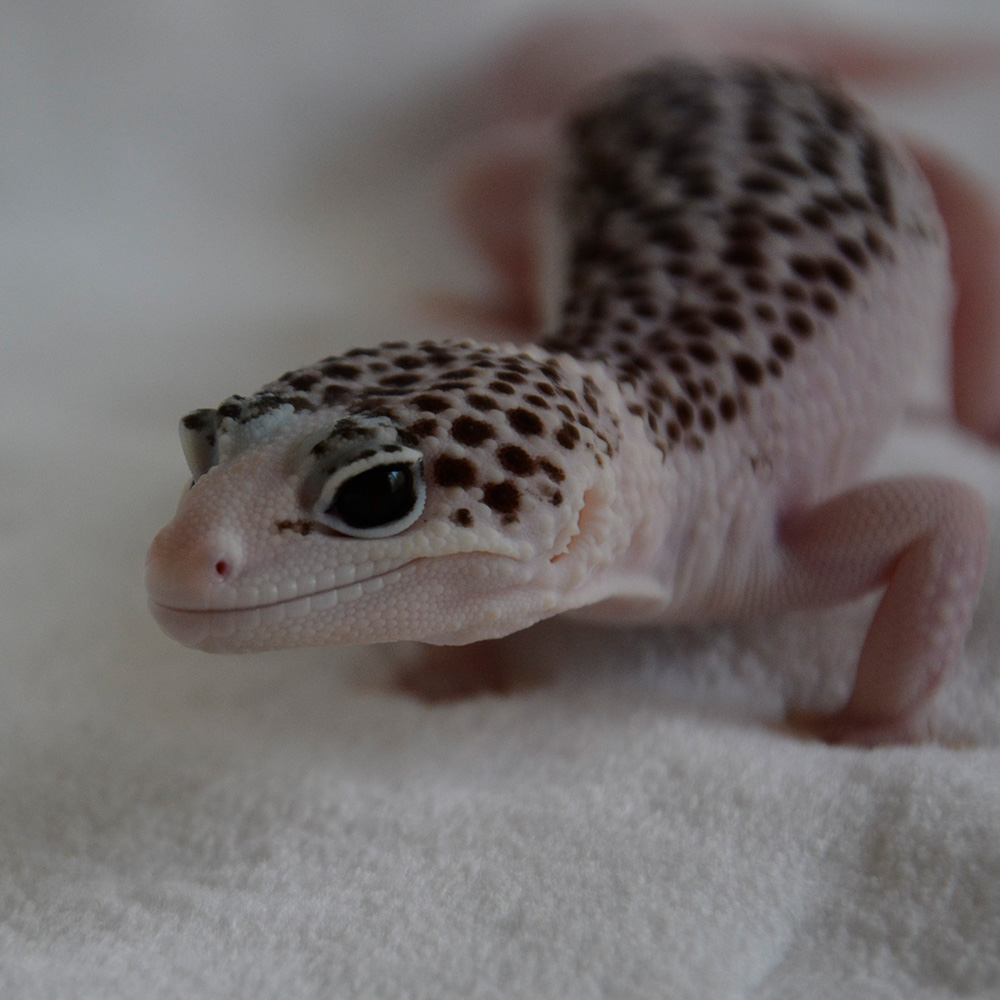 leopard geckos super galaxy pied face