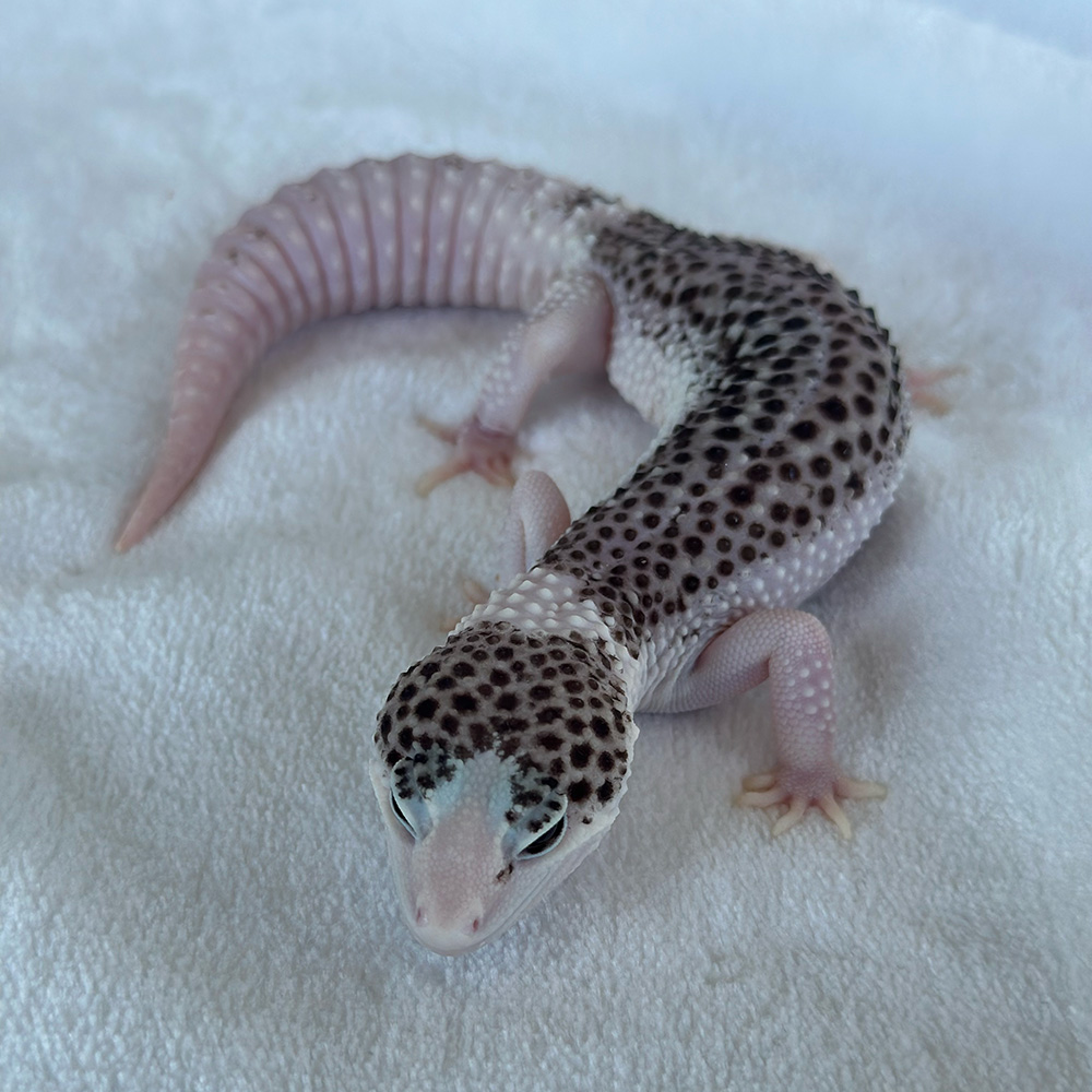Leopard Gecko pied female