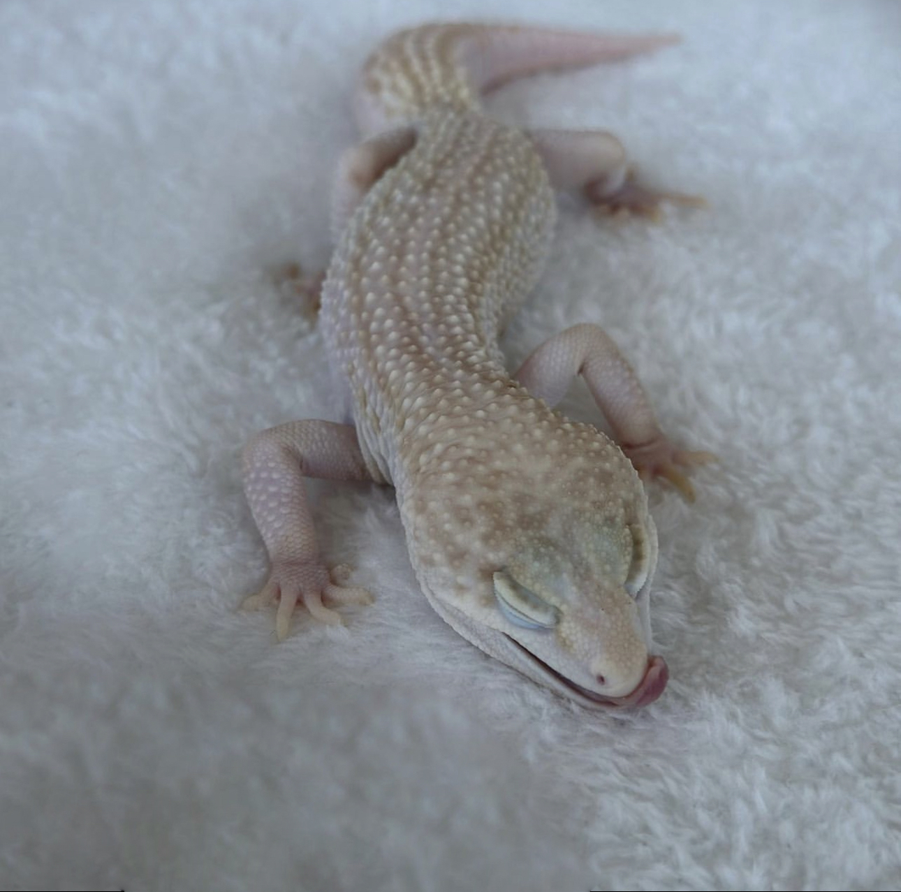 leopard gecko pied super albino tremper