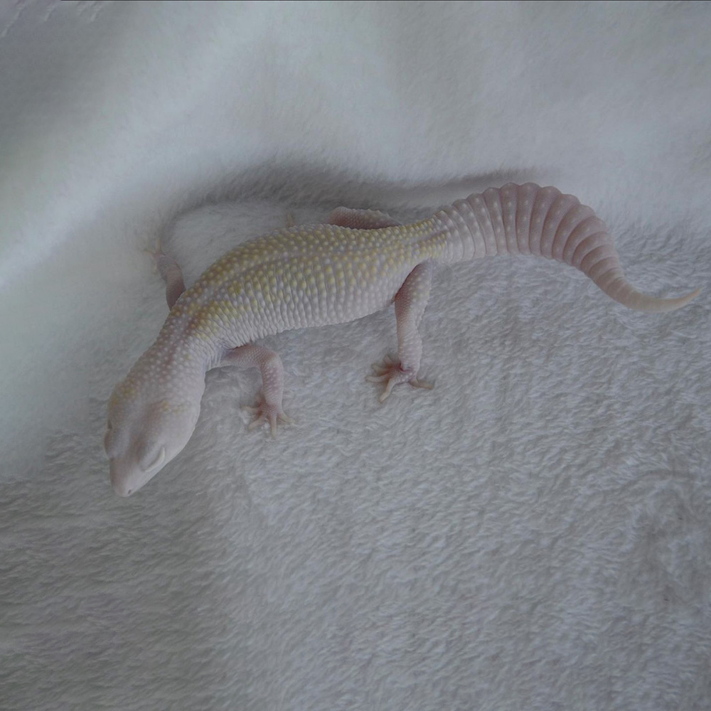 leopard gecko white knight