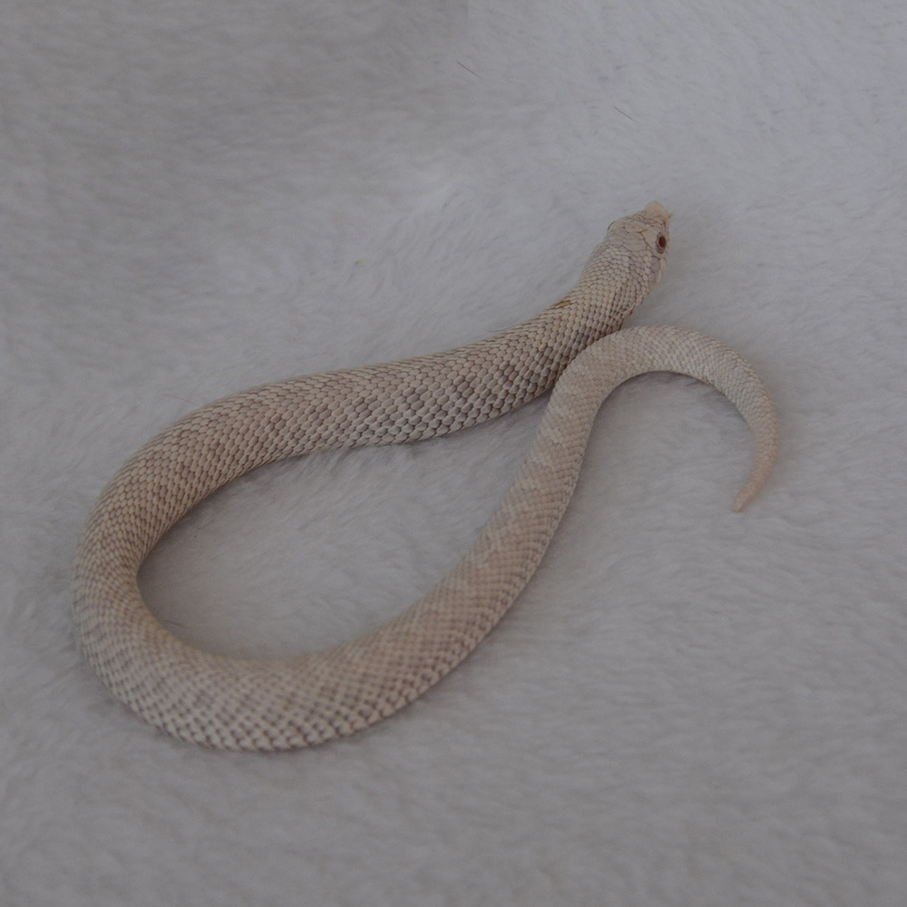 hognose female snow